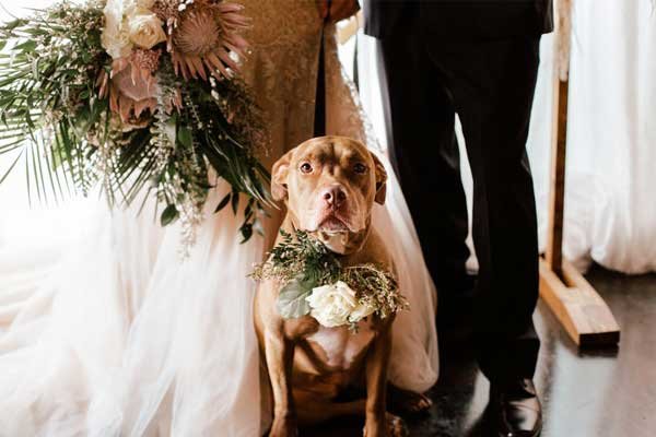 نگهداری از حیوانات خانگی در مراسم جشن عروسی