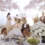 Experience the Elegance of Persian Weddings in Dubai Where Tradition Meets Glamour